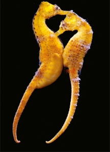 Longsnout seahorse picture