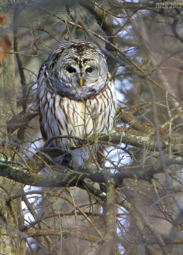Barred Owl in Basking Ridge, NJ. Photo courtesy of Matt Zeitler, orangebirding.com